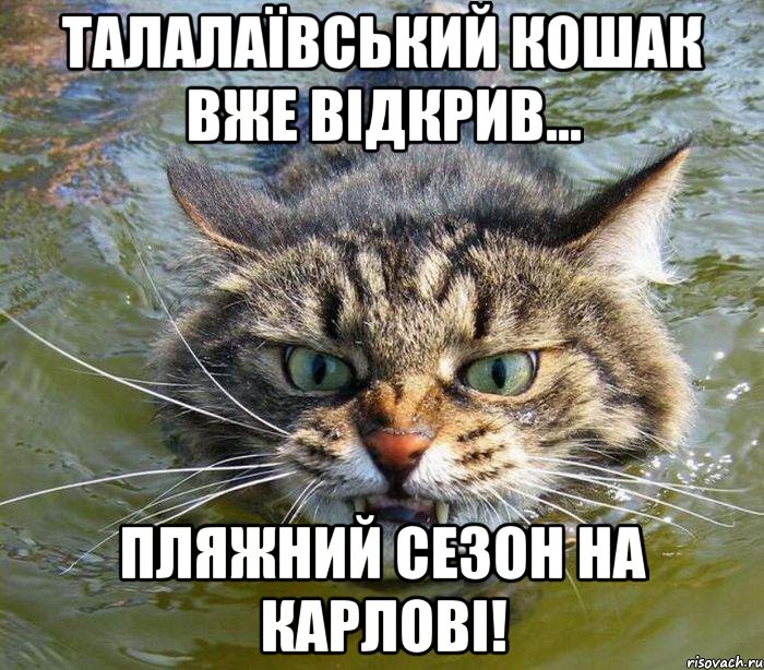 талалаївський кошак вже відкрив... Пляжний сезон на карлові!, Мем котэ