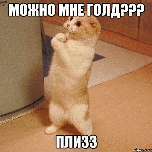 Можно мне голд??? Плизз, Мем  котэ молится