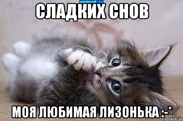 Сладких снов моя любимая Лизонька :-*, Мем  котенок