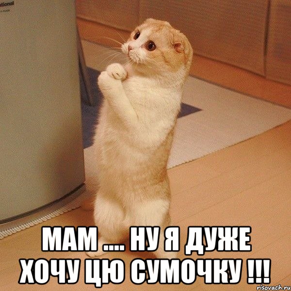  Мам .... Ну я дуже хочу цю сумочку !!!, Мем  котэ молится