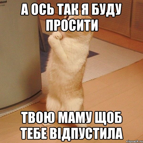 А ОСЬ ТАК Я БУДУ ПРОСИТИ ТВОЮ МАМУ ЩОБ ТЕБЕ ВІДПУСТИЛА, Мем  котэ молится