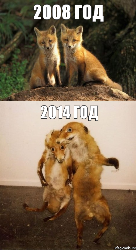 2008 год 2014 год, Комикс Лисицы