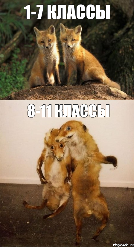 1-7 классы 8-11 классы, Комикс Лисицы