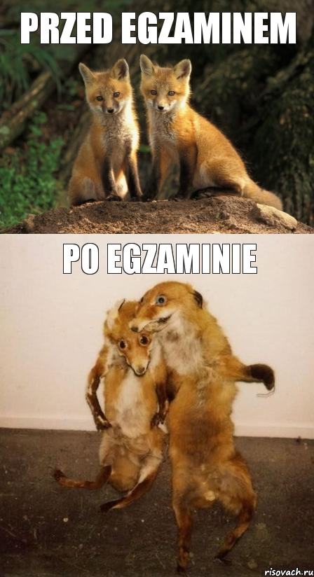 Przed egzaminem po egzaminie, Комикс Лисицы