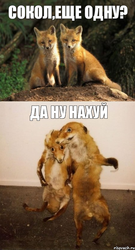 СОКОЛ,ЕЩЕ ОДНУ? ДА НУ НАХУЙ, Комикс Лисицы