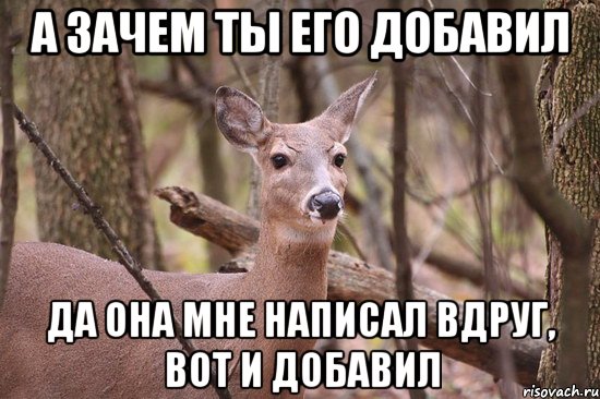 а зачем ты его добавил да она мне написал вдруг, вот и добавил, Мем Наивная олениха