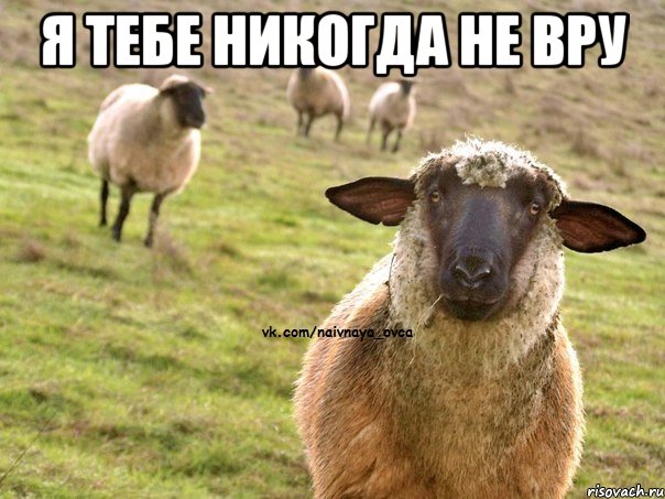 я тебе никогда не вру , Мем  Наивная Овца