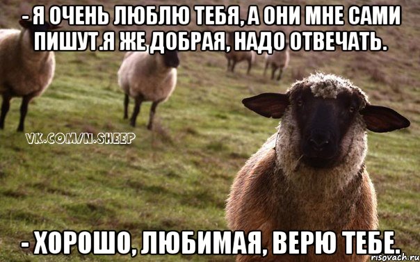 - Я очень люблю тебя, а они мне сами пишут.Я же добрая, надо отвечать. - Хорошо, любимая, верю тебе., Мем  Наивная Овца