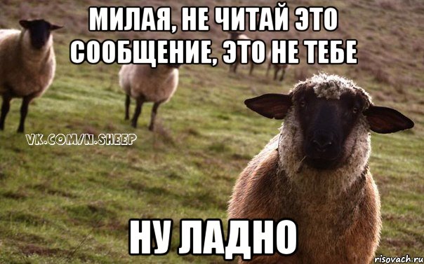 милая, не читай это сообщение, это не тебе ну ладно, Мем  Наивная Овца