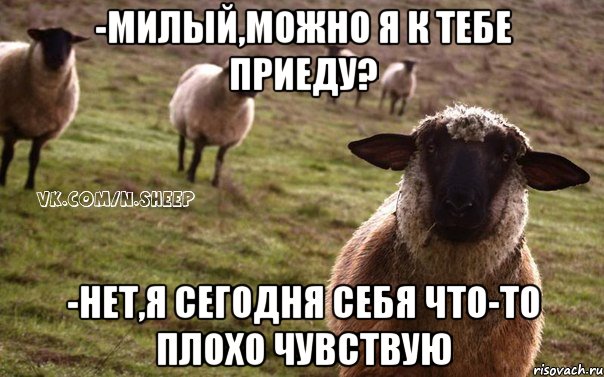 -милый,можно я к тебе приеду? -нет,я сегодня себя что-то плохо чувствую, Мем  Наивная Овца