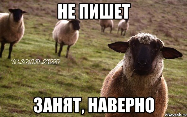 Не пишет Занят, наверно, Мем  Наивная Овца