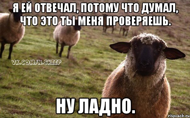 я ей отвечал, потому что думал, что это ты меня проверяешь. ну ладно., Мем  Наивная Овца