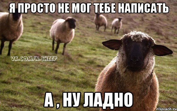 я просто не мог тебе написать а , ну ладно, Мем  Наивная Овца