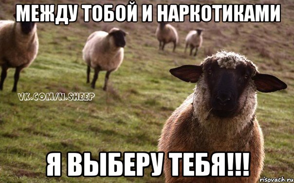 между тобой и наркотиками я выберу тебя!!!, Мем  Наивная Овца