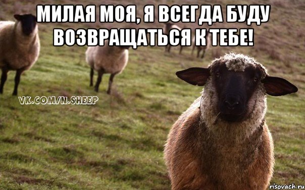 Милая моя, я всегда буду возвращаться к тебе! , Мем  Наивная Овца