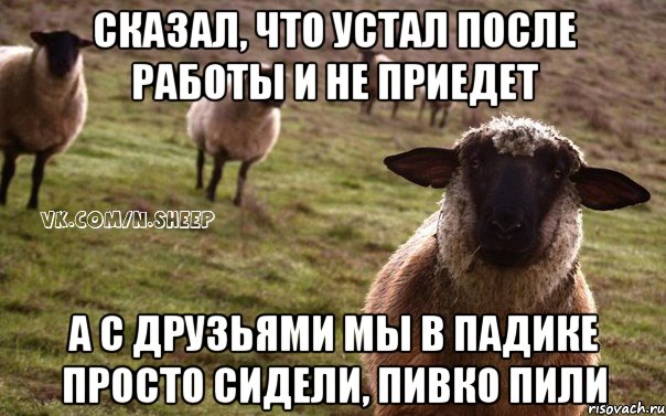 Сказал, что устал после работы и не приедет А с друзьями мы в падике просто сидели, пивко пили, Мем  Наивная Овца