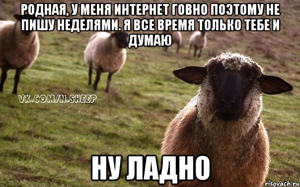 родная, у меня интернет говно поэтому не пишу неделями. я все время только тебе и думаю ну ладно, Мем  Наивная Овца