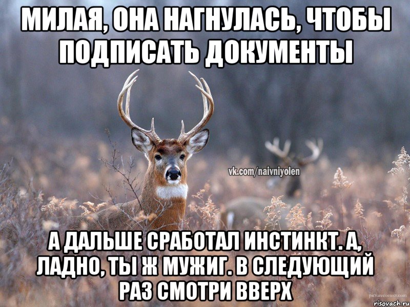 Милая, она нагнулась, чтобы подписать документы А дальше сработал инстинкт. А, ладно, ты ж мужиг. В следующий раз смотри вверх, Мем   Наивный олень