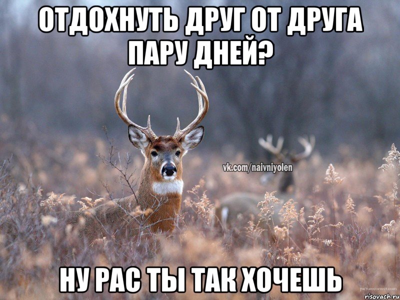 Отдохнуть друг от друга пару дней? Ну рас ты так хочешь, Мем   Наивный олень