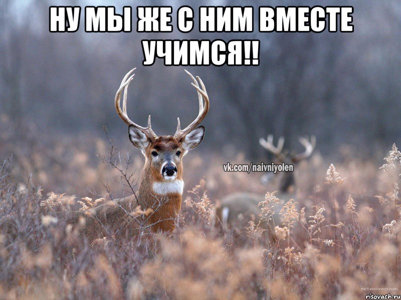 Ну мы же с ним вместе учимся!! , Мем   Наивный олень