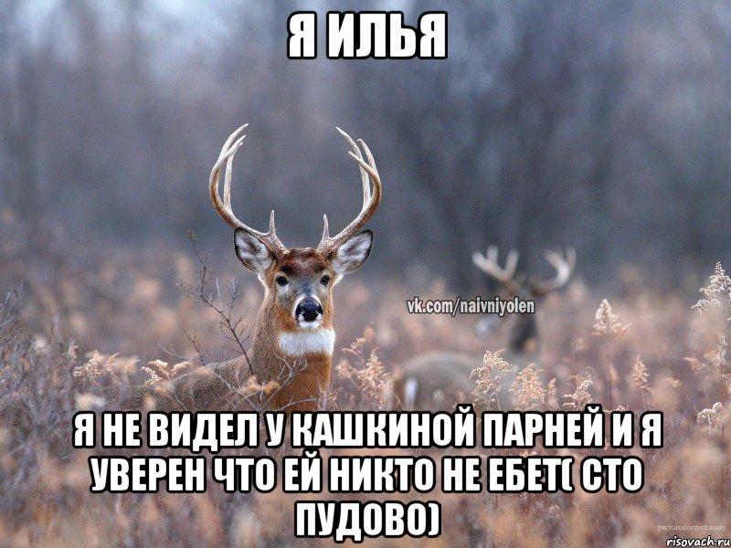 Я Илья Я не видел у кашкиной парней и я уверен что ей никто не ебет( сто пудово), Мем   Наивный олень