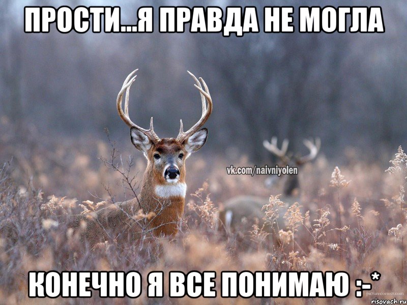 прости...я правда не могла конечно я все понимаю :-*, Мем   Наивный олень