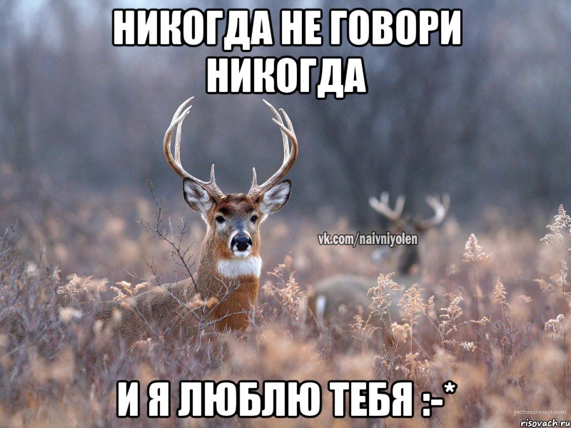 Никогда не говори никогда И я люблю тебя :-*, Мем   Наивный олень