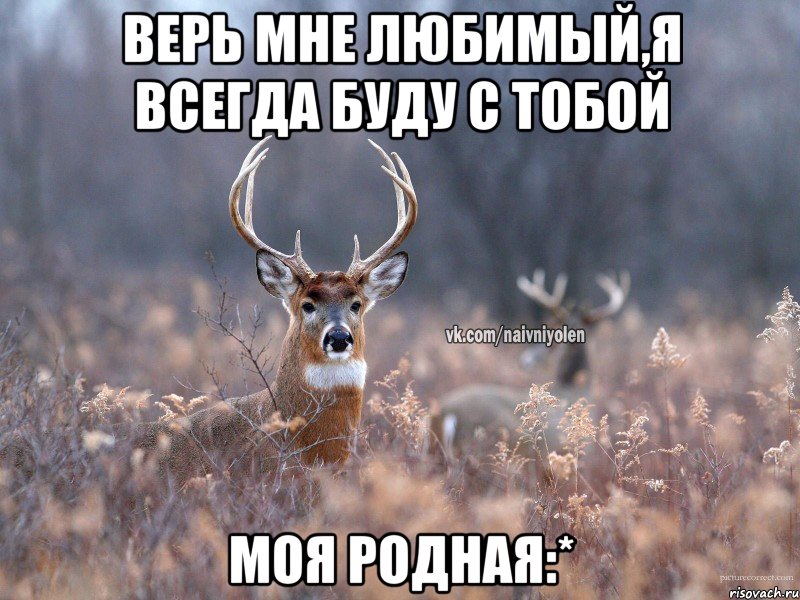 Верь мне любимый,я всегда буду с тобой моя родная:*, Мем   Наивный олень