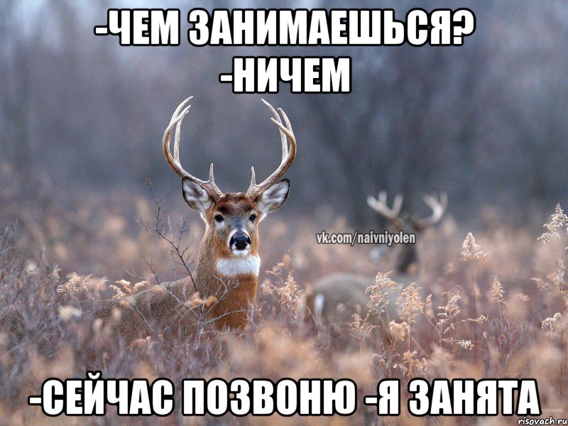 -Чем занимаешься? -Ничем -Сейчас позвоню -Я занята, Мем   Наивный олень