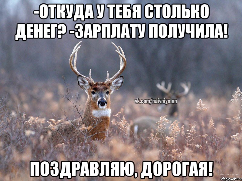 -откуда у тебя столько денег? -зарплату получила! Поздравляю, дорогая!, Мем   Наивный олень