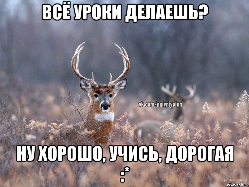 Всё уроки делаешь? Ну хорошо, учись, дорогая :*, Мем   Наивный олень