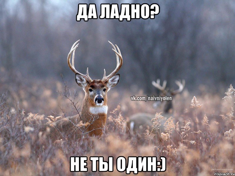 да ладно? не ты один:), Мем   Наивный олень