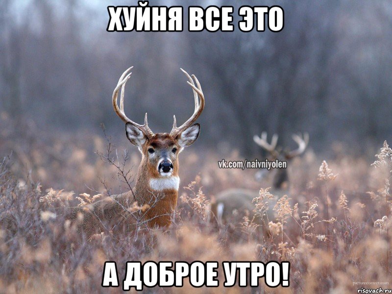 Хуйня все это А доброе утро!, Мем   Наивный олень