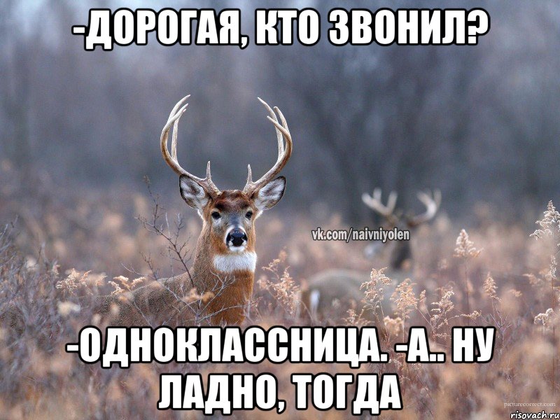 -дорогая, кто звонил? -одноклассница. -а.. ну ладно, тогда, Мем   Наивный олень