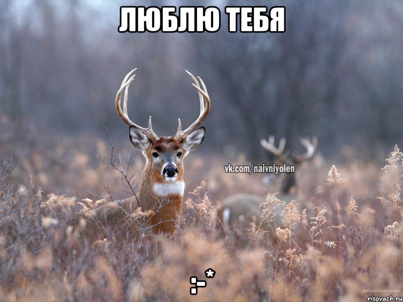 Люблю тебя :-*, Мем   Наивный олень