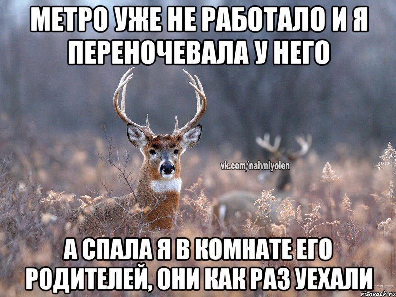 метро уже не работало и я переночевала у него а спала я в комнате его родителей, они как раз уехали, Мем   Наивный олень