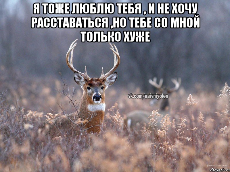 Я тоже люблю тебя , и не хочу расставаться ,но тебе со мной только хуже , Мем   Наивный олень