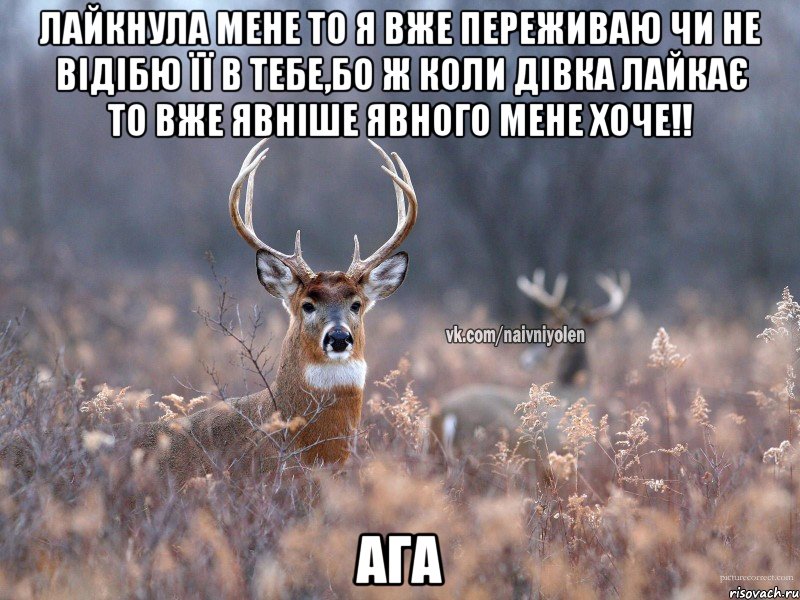 лайкнула мене то я вже переживаю чи не відібю її в тебе,бо ж коли дівка лайкає то вже явніше явного мене хоче!! ага, Мем   Наивный олень