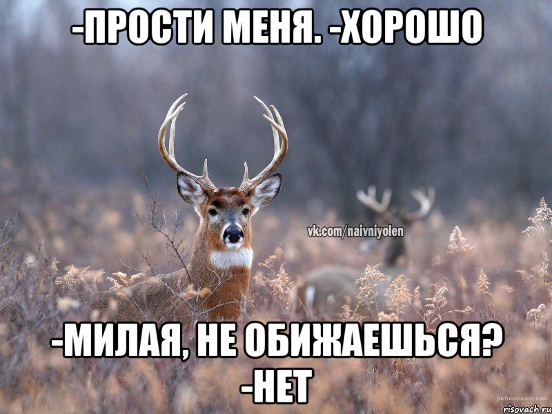 -Прости меня. -Хорошо -Милая, не обижаешься? -Нет, Мем   Наивный олень