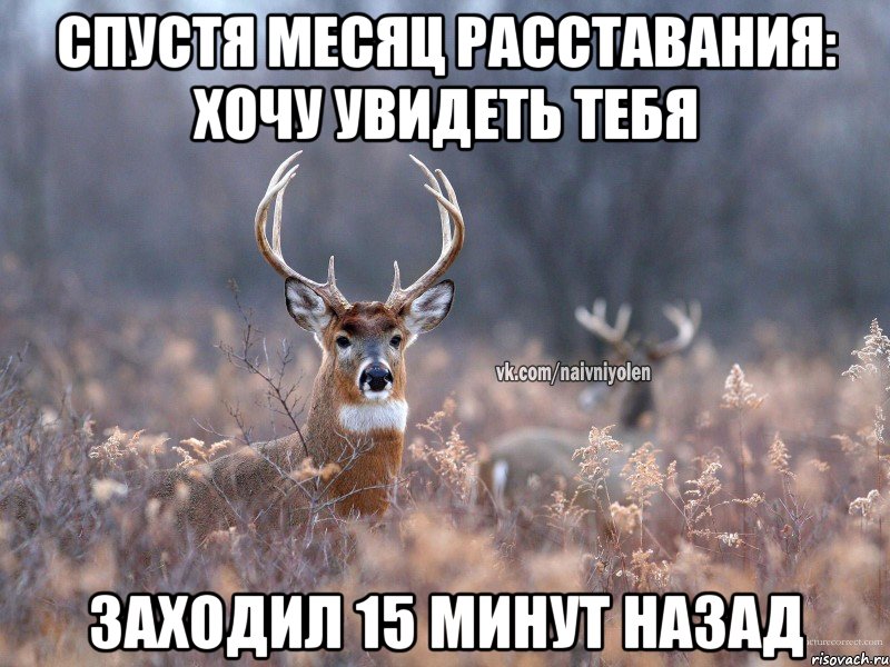 спустя месяц расставания: хочу увидеть тебя заходил 15 минут назад, Мем   Наивный олень