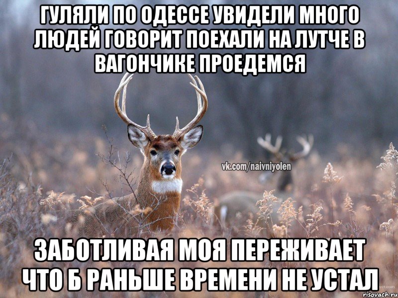 Гуляли по Одессе увидели много людей говорит поехали на Лутче в вагончике проедемся Заботливая моя переживает что б раньше времени не устал, Мем   Наивный олень