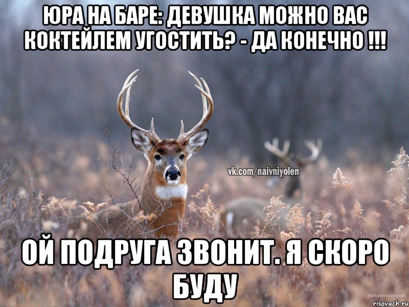 Юра на баре: девушка можно вас коктейлем угостить? - да конечно !!! Ой подруга звонит. Я скоро буду, Мем   Наивный олень