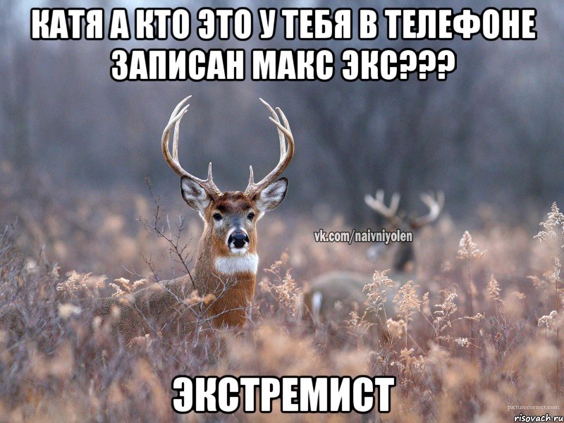 Катя а кто это у тебя в телефоне записан Макс экс??? Экстремист, Мем   Наивный олень