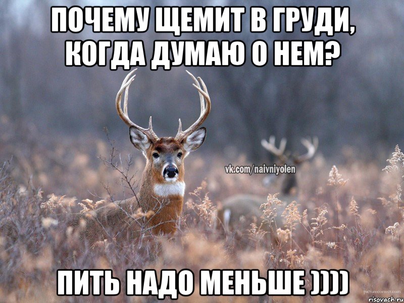 Почему щемит в груди, когда думаю о нем? Пить надо меньше )))), Мем   Наивный олень