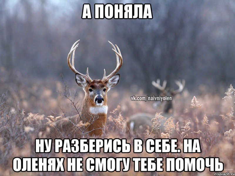 А поняла Ну разберись в себе. На оленях не смогу тебе помочь, Мем   Наивный олень