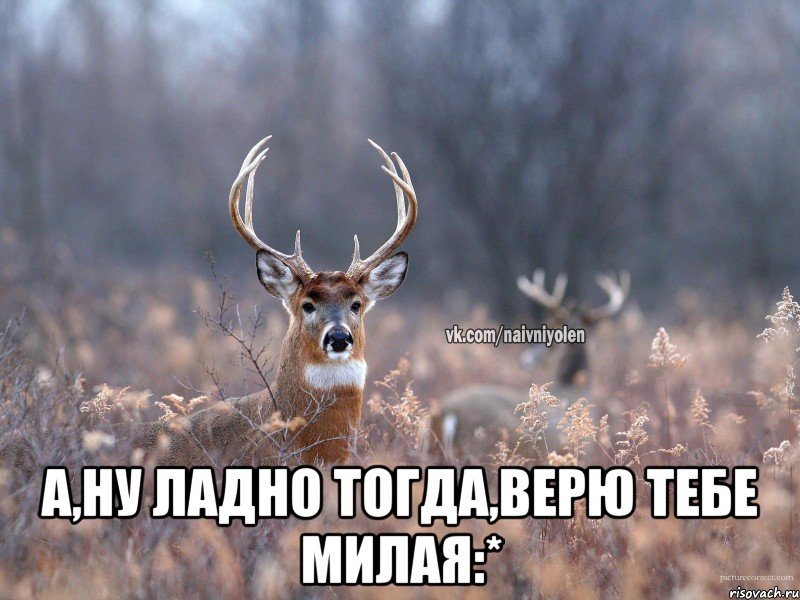  а,ну ладно тогда,верю тебе милая:*, Мем   Наивный олень