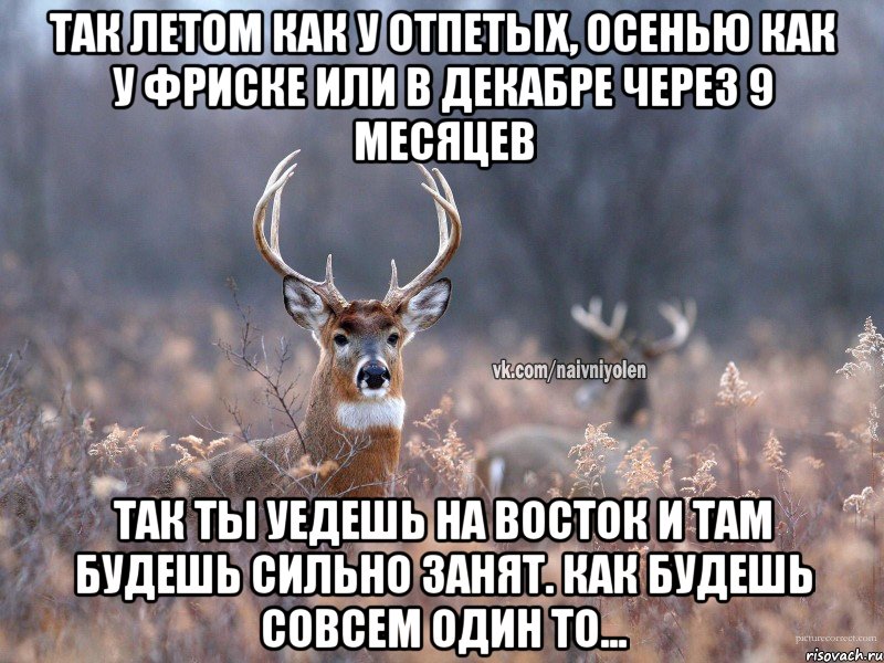 Так летом как у отпетых, осенью как у фриске или в декабре через 9 месяцев Так ты уедешь на восток и там будешь сильно занят. Как будешь совсем один то..., Мем   Наивный олень