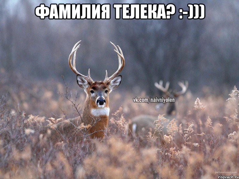 Фамилия телека? :-))) , Мем   Наивный олень