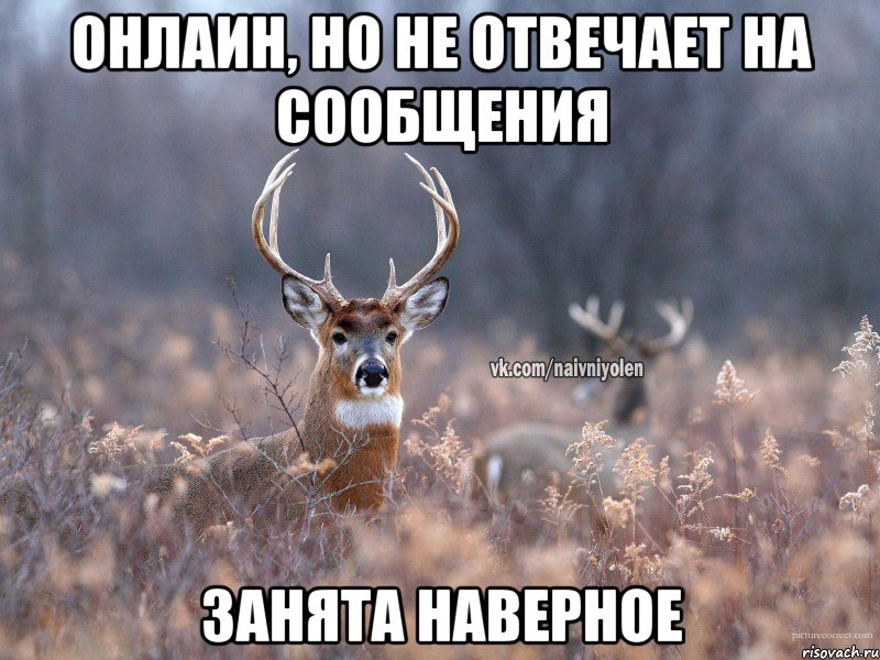 Онлаин, но не отвечает на сообщения Занята наверное, Мем   Наивный олень