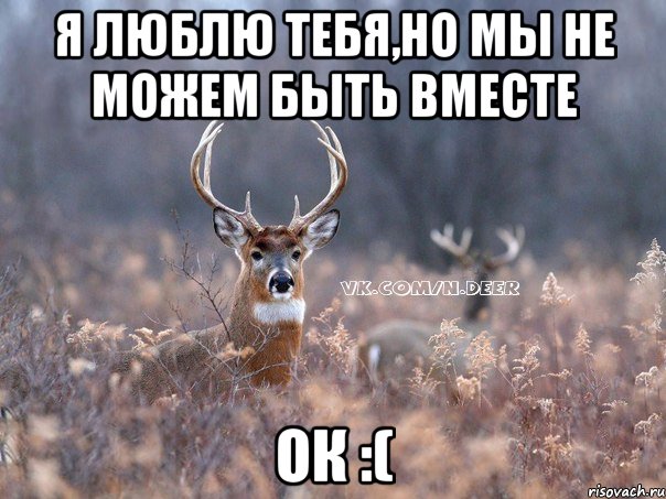 Я люблю тебя,но мы не можем быть вместе Ок :(, Мем   Наивный олень